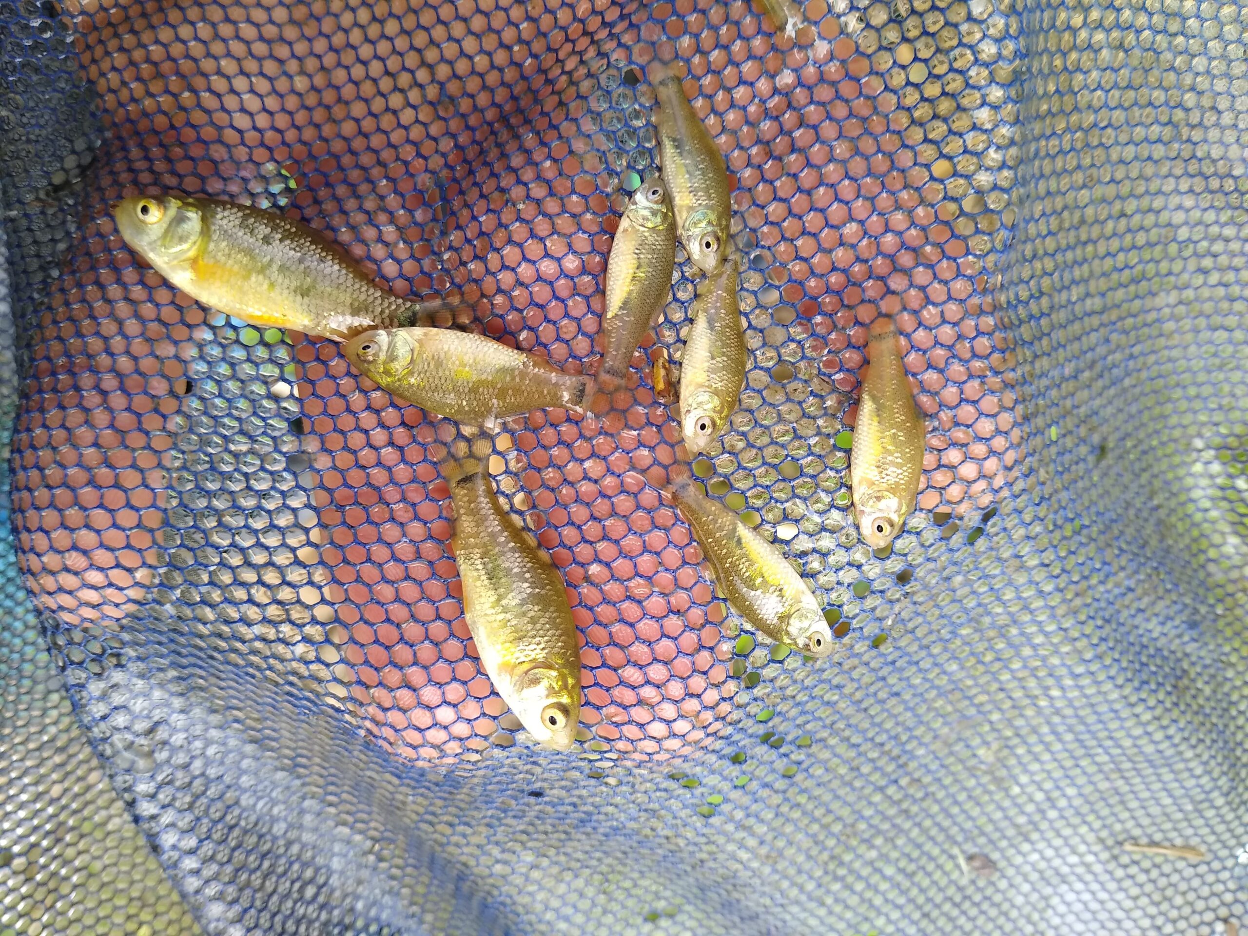 This years hatch of Crucian Fry